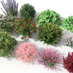 狗尾巴草3D模型下载